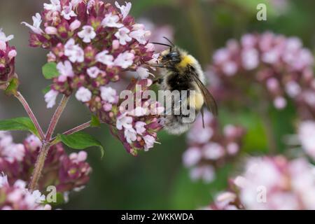 Helle Erdhummel, Hellgelbe Erdhummel, Erdhummel, Erd-Hummel, Männchen, Drohn, Drohne, Blütenbesuch an Dost, Wilder Dost, Origanum, Senecio jacobaea, B. Banque D'Images