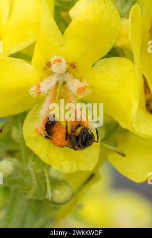 Schmalbiene, Furchenbiene, Furchen-Biene, Schmal-Biene, Blütenbesuch an Königskerze, Pollenhöschen, pollen, Bestäubung, Verbascum, Lasioglossum spec., Banque D'Images