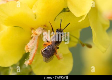 Schmalbiene, Furchenbiene, Furchen-Biene, Schmal-Biene, Blütenbesuch an Königskerze, Pollenhöschen, pollen, Bestäubung, Verbascum, Lasioglossum spec., Banque D'Images