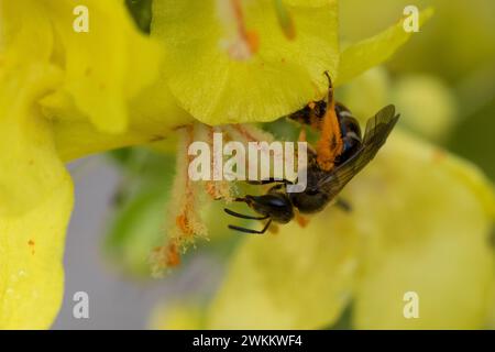 Schmalbiene, Furchenbiene, Furchen-Biene, Schmal-Biene, Blütenbesuch an Königskerze, Pollenhöschen, pollen, Bestäubung, Verbascum, Lasioglossum spec., Banque D'Images