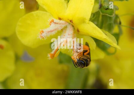 Schmalbiene, Furchenbiene, Furchen-Biene, Schmal-Biene, Blütenbesuch an Königskerze, Pollenhöschen, pollen, Bestäubung, Verbascum, Lasioglossum spec., Banque D'Images