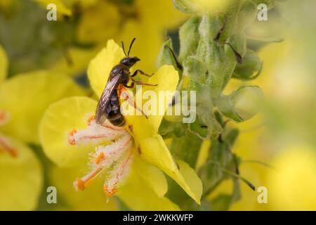 Schmalbiene, Furchenbiene, Furchen-Biene, Schmal-Biene, Blütenbesuch an Königskerze, Pollenhöschen, pollen, Bestäubung, Verbascum, Lasioglossum spec., Banque D'Images