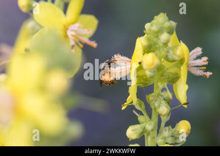 Schmalbiene, Furchenbiene, Furchen-Biene, Schmal-Biene, Blütenbesuch an Königskerze, Pollenhöschen, pollen, Bestäubung, Verbascum, Lasioglossum spec., Banque D'Images