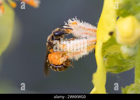 Schmalbiene, Furchenbiene, Furchen-Biene, Schmal-Biene, Blütenbesuch an Königskerze, Pollenhöschen, pollen, Bestäubung, Verbascum, Lasioglossum spec., Banque D'Images