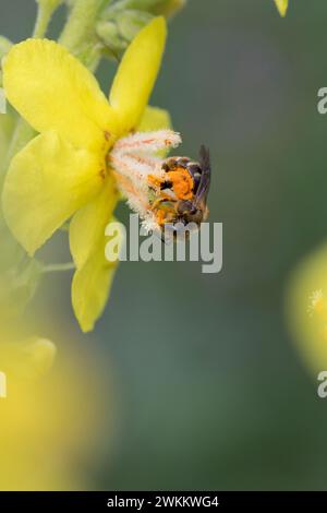 Schmalbiene, Furchenbiene, Furchen-Biene, Schmal-Biene, Blütenbesuch an Königskerze, Pollenhöschen, pollen, Bestäubung, Verbascum, Lasioglossum spec., Banque D'Images