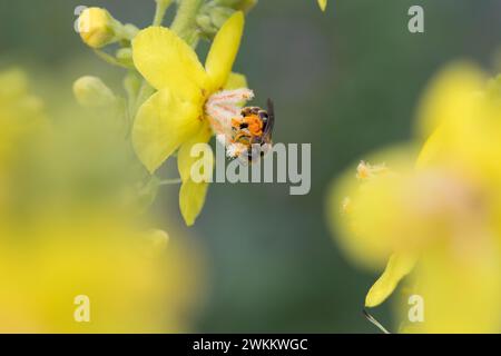 Schmalbiene, Furchenbiene, Furchen-Biene, Schmal-Biene, Blütenbesuch an Königskerze, Pollenhöschen, pollen, Bestäubung, Verbascum, Lasioglossum spec., Banque D'Images