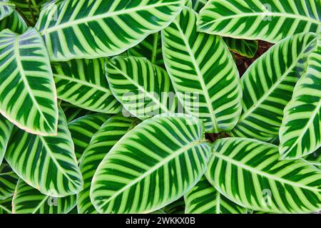 Motif de feuilles tropicales rayées éclatantes, vue rapprochée Banque D'Images