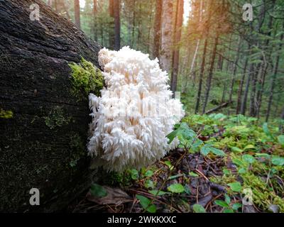 Champignon des dents de corail (Hericium coralloides) sur tronc d'arbre mort. Champignon saprotrophique inhabituel. Banque D'Images