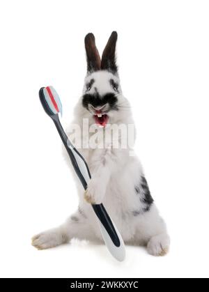 Petit beau lapin tient une brosse à dents avec de la pâte dans ses pattes isolé sur un fond blanc. Banque D'Images