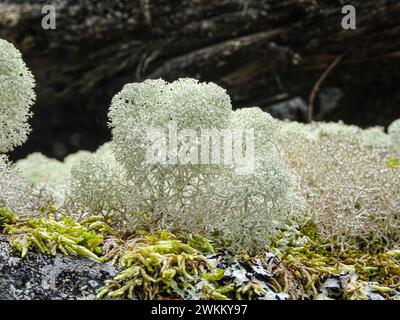 Lichen en coupe à pointe étoilée (Cladonia stellaris) sur des rochers dans les montagnes. Banque D'Images