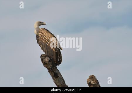 Le vautour de Ruppell (Gyps ruppelli), également connu sous le nom de vautour griffon de Ruppell Banque D'Images