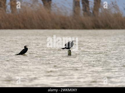 Un grand cormoran solitaire se tient vigilant sur une souche de bois, au milieu des eaux agitées d'une rivière turbulente Banque D'Images