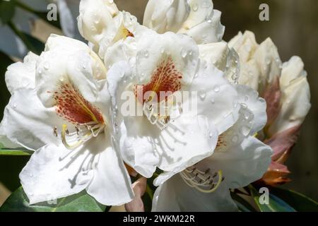 Fleur d'un rhododendron en mai Banque D'Images