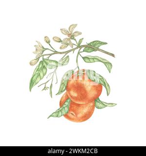 Illustration aquarelle d'oranges. Branche peinte à la main d'un arbre orange mûr avec des feuilles vertes et des fleurs blanches sur un fond blanc pour les impressions Banque D'Images