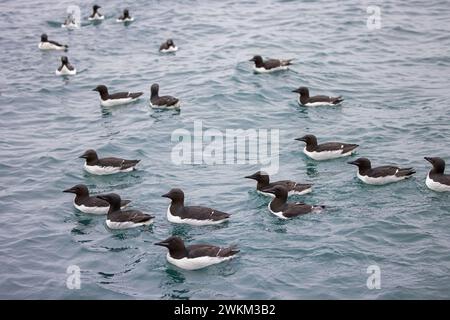 Troupeau de guillemots à bec épais / guillemots de Brünnich (Uria lomvia) nageant dans la mer Arctique en été, détroit de Hinlopen, Svalbard / Spitzberg Banque D'Images