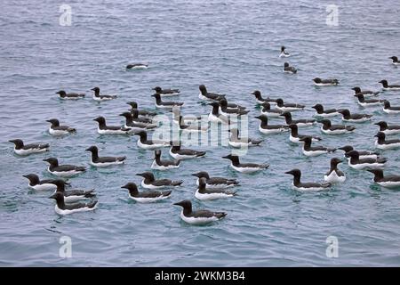 Troupeau de guillemots à bec épais / guillemots de Brünnich (Uria lomvia) nageant dans la mer Arctique en été, détroit de Hinlopen, Svalbard / Spitzberg Banque D'Images