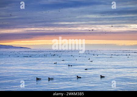 Guillemots à bec épais Brünnich (Uria lomvia) nagent dans la mer Arctique au coucher du soleil en été, détroit de Hinlopen, Svalbard / Spitzberg Banque D'Images