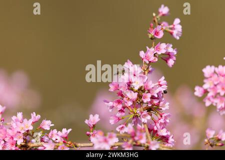 Abeille minière précoce Andrena sp, adulte se nourrissant de fleurs, Suffolk, Angleterre, février Banque D'Images