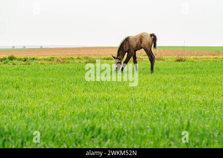 Cheval brun pâturant dans le champ vert. Banque D'Images