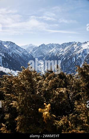 Vue du haut de la pente sur les hautes montagnes enneigées. Station de ski Karakol au Kirghizistan. Paysage naturel d'hiver, chaîne de montagnes, buissons bruns dans le Banque D'Images