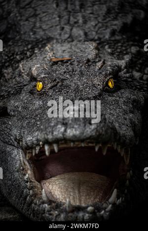 Un crocodile en colère aux yeux brillants dans le noir Banque D'Images