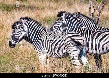 Zebras in the Grass - Hluhluwe Game Reserve, Afrique du Sud. Les zèbres sont des équidés africains avec des manteaux rayés noir et blanc distinctifs Banque D'Images