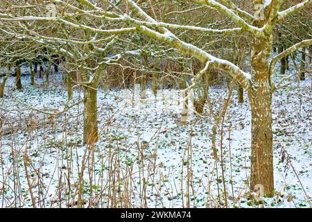 Jeunes chênes (quercus) poussant à la lisière d'un bois en hiver, la neige couvrant le sol et leurs branches inférieures. Banque D'Images