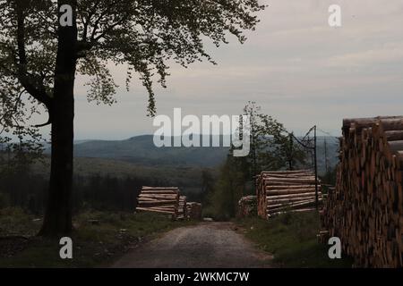 Wald im Taunus Banque D'Images