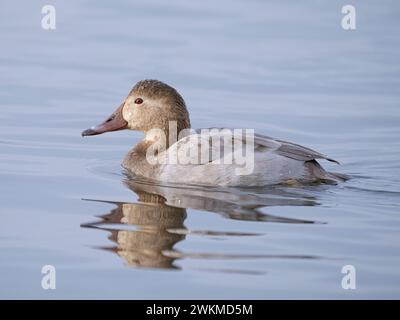 Pochard commun (Aythya ferina) avec un plumage leuciste aberrant et grisonnement progressif, Welney WWT, Norfolk Banque D'Images