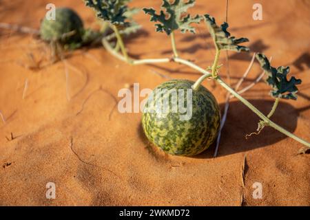 Citrullus colocynthis (colocynthe, melon amer) fruit mûr avec tiges et feuilles vue en gros plan, poussant sur une dune de sable, dans le désert des eau. Banque D'Images