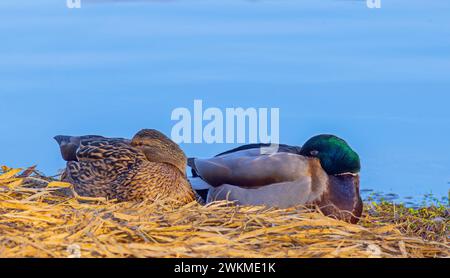 Deux canards reposant sur du foin près de l'eau dans le paysage naturel Banque D'Images