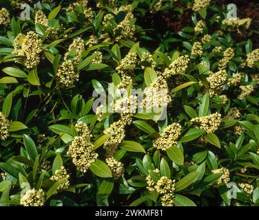 Skimmia x confusa 'Key Green' / Skimmia japonica 'Kew Green' / Skimmia 'Kew Green' en fleurs dans le jardin anglais, Angleterre, Royaume-Uni Banque D'Images