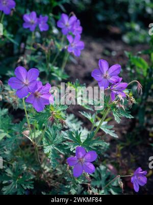 Geranium 'Johnsons Blue' / Geranium x johnsonii 'Johnson's Blue' / plante Cranesbill avec fleurs bleu lavande poussant dans le jardin anglais, Angleterre, Royaume-Uni Banque D'Images