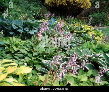 Une collection de plantes Hosta poussant en bordure de jardin profond dans Marwood Gardens dans les années 1990, Devon, Angleterre, Royaume-Uni Banque D'Images