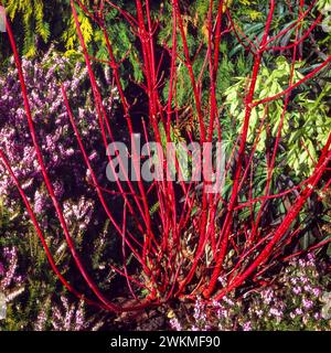 Tiges rouges brillantes de cornouiller Cornus alba «Siberica» avec fleurs de bruyère Erica x darleyensis «Furzey» poussant dans le jardin anglais frontière, Angleterre, Royaume-Uni Banque D'Images