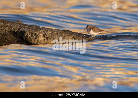 Les échassiers ou les oiseaux de rivage, le Sandpiper commun (Actitis hypoleucos). Banque D'Images