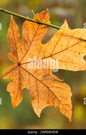 Bigleaf maple leaf sur le sentier de dix chutes, Silver Falls State Park, New York Banque D'Images