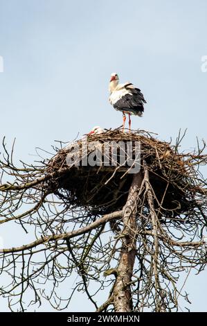 cigogne dans le nid de cigogne Banque D'Images