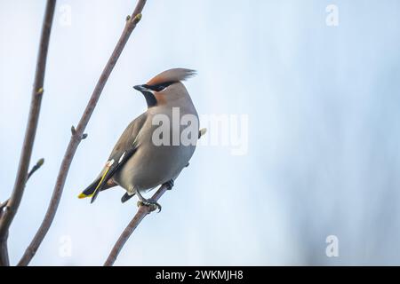 L'escadre bohémien, Bombycilla garrulus, oiseau migrateur est un visiteur rare aux pays-Bas qui attire beaucoup de piqueurs d'oiseaux. Banque D'Images