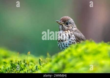 Libre d'une grive musicienne Turdus philomelos le chant des oiseaux dans un arbre pendant la saison de printemps. Banque D'Images