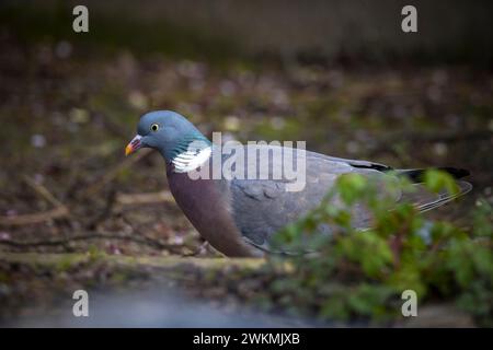 Gros plan sur un pigeon de bois, columba palumbus, perché dans un arbre où l'on mange des fleurs pendant la saison de printemps Banque D'Images