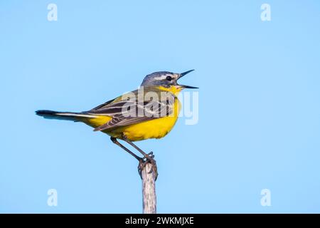 Gros plan d'un oiseau mâle à queue de wagtail jaune de l'Ouest Motacilla flava chantant dans la végétation au coucher du soleil pendant la saison printanière. Banque D'Images