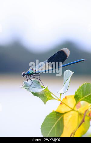 Gros plan d'une belle demoiselle à bandes Calopteryx splendens mâle libellule ou damselfly au repos Banque D'Images