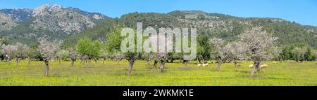 Vaste verger d'amandiers au printemps avec des moutons qui paissent parmi les arbres en fleurs Banque D'Images