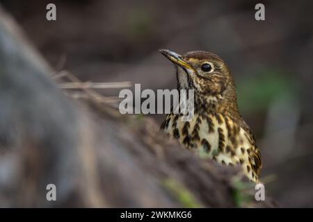 Muguet (Turdus philomelos), recherche à Perth, Écosse, Royaume-Uni. Banque D'Images