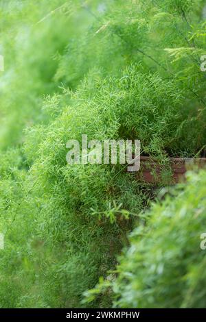 Plantes de fougères d'asperges Foxtail en pot à la maison de près Banque D'Images