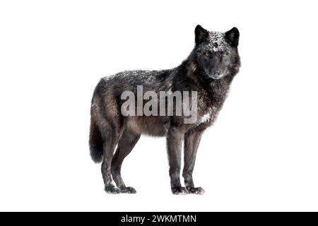 Loup noir canadien humide isolé sur fond blanc. Banque D'Images