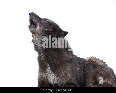 loup noir canadien hurlant isolé sur fond blanc Banque D'Images