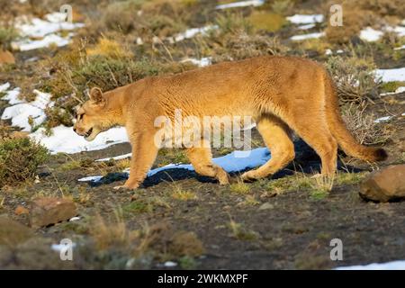 Puma marche en montagne, parc national Torres del Paine, Patagonie, Chili. Banque D'Images