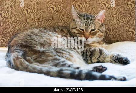 Maya, une chatte tabby domestique à poil court, brune, reposant sur un coussin blanc dans une chaise brune avec les yeux partiellement ouverts en parfait Paul, Minnesota États-Unis. Banque D'Images